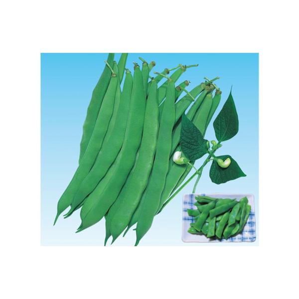 ラスティ平莢 1l 隠元豆 インゲンマメ いんげんまめ ウエキ育成 横浜植木 【横浜植木 種 たね ...
