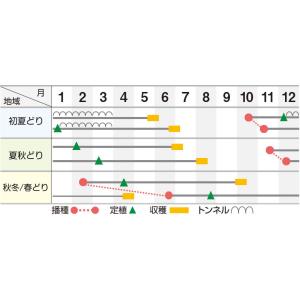 【ポイント5倍 5のつく日は10倍】龍のぼり(...の詳細画像1