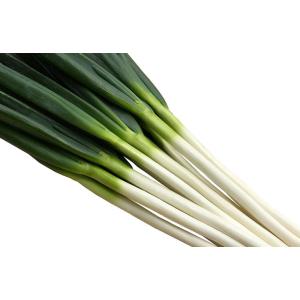 龍みのり(UE-507) 1dL   葱 ネギ ねぎ 横浜植木 【横浜植木 種 たね タネ 】【通常...