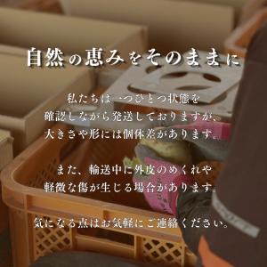 【新玉ねぎ・訳あり】淡路島産 新玉ねぎ 10k...の詳細画像2