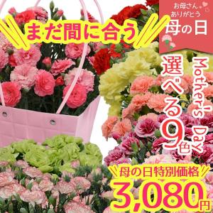 当日出荷 母の日 ギフト カーネーション まだ間に合う 花 2026 鉢植え 選べる9色 生花 5号 送料無料 プレゼント メッセージカード付