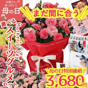 当日出荷 母の日 ギフト カーネーション まだ間に合う 花 2026 鉢植え 選べる8色 花とスイーツ グルメ4種  スイーツ セット  生花 5号 送料無料 プレゼント