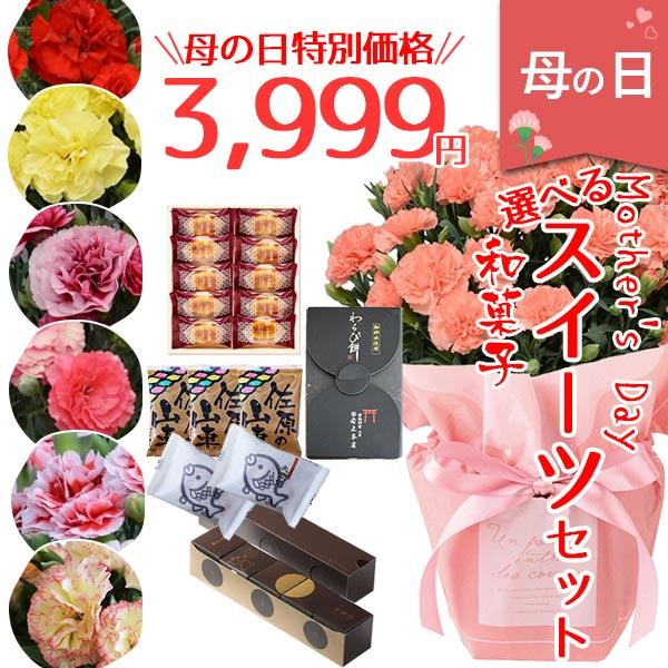 母の日 早割 プレゼント 花 カーネーション + 和菓子 選べる和菓子セット 5号鉢 2024 スイ...