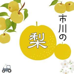 予約販売 いちかわの梨 梨 幸水 こうすい 3...の詳細画像2