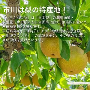 予約販売 いちかわの梨 梨 幸水 こうすい 3...の詳細画像3