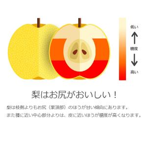 予約販売 いちかわの梨 梨 幸水 こうすい 3...の詳細画像4