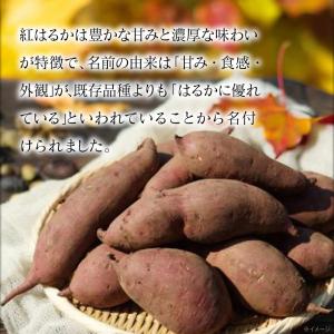 (ポイント2倍) さつまいも 紅はるか 鹿児島...の詳細画像2
