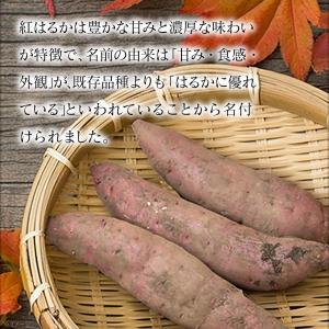 (ポイント2倍) さつまいも 紅はるか 鹿児島...の詳細画像3