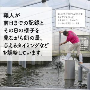 (ポイント3倍) お中元 2026 うなぎ 国...の詳細画像3