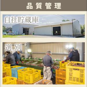 さつまいも 安納芋 種子島 産 生芋 6kg ...の詳細画像4