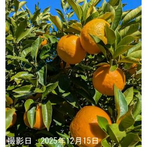 橙(だいだい)約８kg　農薬不使用　ポン酢　香りづけ　健康飲料等に　サイズ不ぞろい