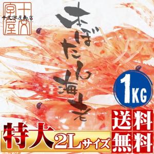 とくにかくデカい！最高級超特大サイズ 子持ち ぼたん海老 1kg 16〜24尾 ロシア産 ボタンエビ ぼたんえび 刺身 生食 送料無料 ボタン海老 牡丹海老 業務用