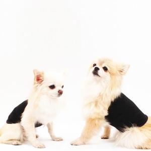 猫用腹巻 ペット用品 生き物 の商品一覧 通販 Yahoo ショッピング