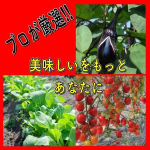 野菜セット おためし 国産野菜セット 野菜詰め...の詳細画像5