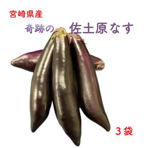 白ネギ 鳥取県産 3kg 2〜3本束10入り 白ねぎ 白葱 長ネギ 長ねぎ