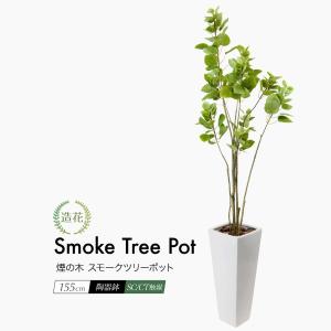 スモークツリー 鉢植えの商品一覧 通販 Yahoo ショッピング