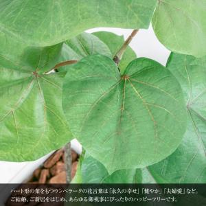 フェイクグリーン ウンベラータ 観葉植物 人工...の詳細画像2