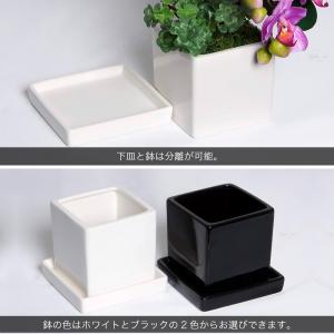 プレゼント 胡蝶蘭 造花 鉢植え ミニ ギフト...の詳細画像4