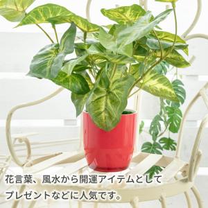 フェイクグリーン 観葉植物 人工観葉 卓上 ミ...の詳細画像2