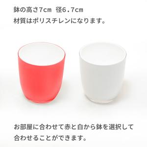 フェイクグリーン 観葉植物 人工観葉 卓上 ミ...の詳細画像5