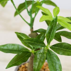 フェイクグリーン 観葉植物 人工観葉 卓上 ミ...の詳細画像1