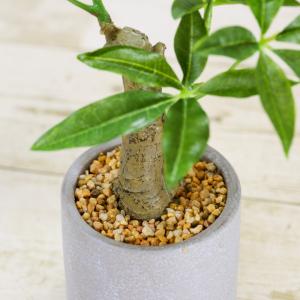 フェイクグリーン 観葉植物 人工観葉 卓上 ミ...の詳細画像2