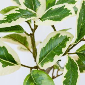フェイクグリーン 卓上 観葉植物 ベンジャミン...の詳細画像2