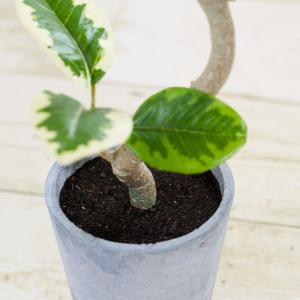 フェイクグリーン 卓上 観葉植物 ベンジャミン...の詳細画像3