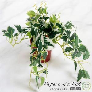 フェイクグリーン 観葉植物 人工観葉 卓上 ミニ 小さい 光触媒 ペペロミアポット SG-1009 造花 リアル