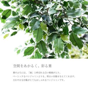 フェイクグリーン 観葉植物 人工観葉 大型 光...の詳細画像1