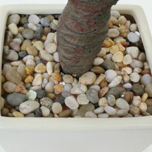 フェイクグリーン 観葉植物 人工観葉 卓上 ミ...の詳細画像3