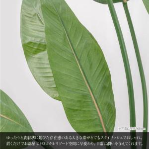 フェイクグリーン オーガスタ 観葉植物 人工観...の詳細画像1