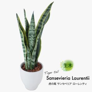 サンスベリア 商品一覧 フェイクグリーンの神戸花物語 売れ筋通販 Yahoo ショッピング