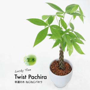 サンスベリア 商品一覧 フェイクグリーンの神戸花物語 売れ筋通販 Yahoo ショッピング