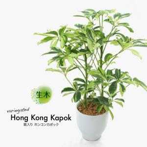 トックリラン ノリナ フェイクグリーン 造花 人工 観葉植物 インテリア 大型 トックリラン künstliche - フェイクグリーン専用通販サイト