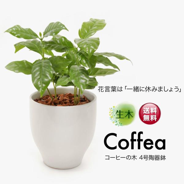 観葉植物 生木 生花 ミニ 小型 コーヒーの木 受け皿付き 4号鉢 陶器鉢 インテリア おしゃれ 癒...