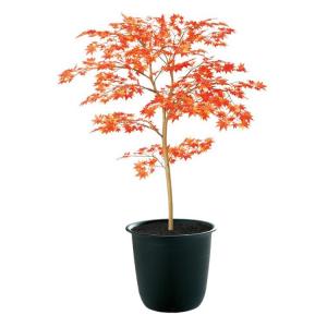 フェイクグリーン 観葉植物 人工観葉 大型 光触媒 ヤマモミジ RED FST 100cm 鉢植 造花 インテリア 91770｜k-hana