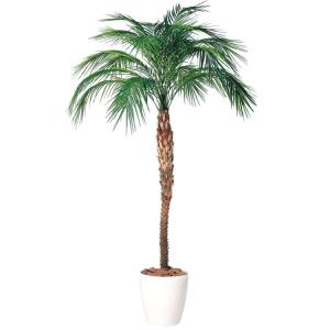 ヤシの木「フェニックスパームツリー」 人工観葉植物全長170cm : 上田