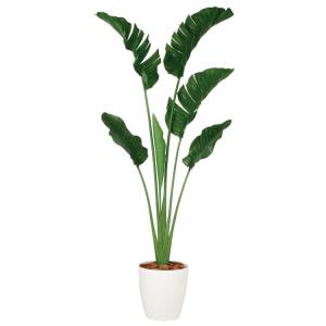 フェニックス　ロベレニー　超大型　243㌢　観葉 植物　ガーデニング フェニックス ロベレニー 超大型 243㌢ 観葉 植物 ガーデニング