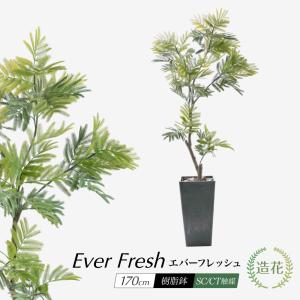 フェイクグリーン 大型 観葉植物 人工観葉 光触媒 CT触媒 消臭 鉢植 ネムノキ ミモザ 造花 インテリア リアル おしゃれ / エバーフレッシュ 170cm