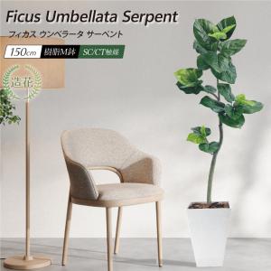 フェイクグリーン ウンベラータ 観葉植物 人工観葉 大型 光触媒 CT触媒 インテリア おしゃれ リアル / フィカス ウンベラータ サーペント 150cm 樹脂鉢Mサイズ