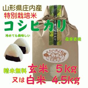 さがびより お米 佐賀県産 令和7年産 5kg 特A 粒感しっかり甘い お米