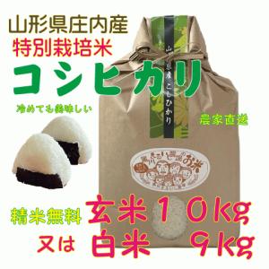 お米 伊丹米 石川県産 こしひかり 10kg おこめ ブランド米 石川 通販
