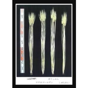 令和7年産 ビール大麦「ミカモゴールデン」 種子の詳細画像1
