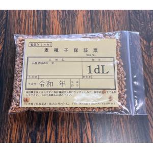 令和8年愛媛県産 「ダイシモチ」六条もち性はだか麦（もち麦）種子 1dl（約75g）