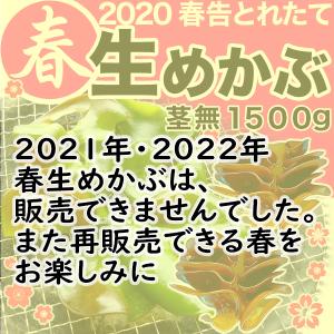 そのまま焼ける生めかぶ お得茎部分無１５００ｇ  冷蔵 気仙沼  新鮮・無添加 国産 三陸 (３００ｇ×５袋） (なま メカブ 雌株)