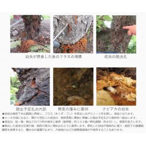 カミキリ虫 対策 防虫 クビアカガードネット ...の詳細画像4
