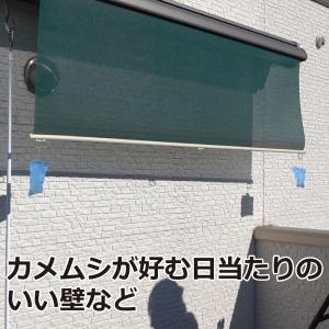 カメムシ忌避剤 カメムシいやよ〜 20g×12...の詳細画像4