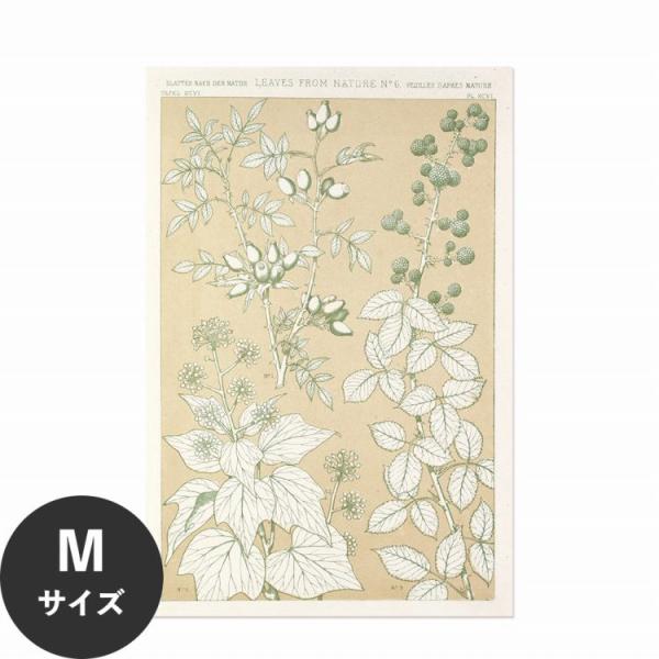 ポスター はがせる アートポスター 植物 ボタニカル 北欧 水だけで貼れる HP 00260 Mサイ...
