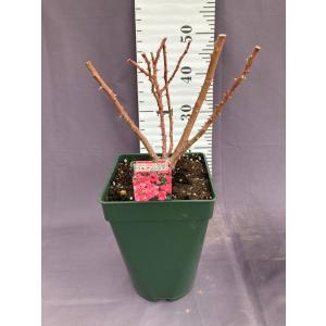 アンジェラ バラ 苗の商品一覧 通販 Yahoo ショッピング